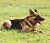 Adestramento de cães em Itabuna